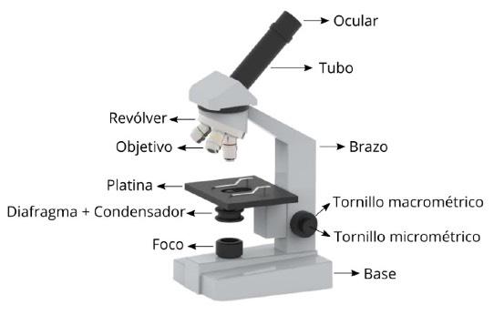 MICROSCOPIA El pequeño tamaño de la mayor parte de las células hace que para su estudio sean necesarios los microscopios.