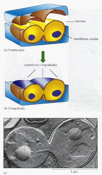 OTRAS TÉCNICAS DE ESTUDIO DE LAS CÉLULAS FRACCIONAMIENTO CELULAR Esta técnica consiste en la ruptura controlada de tejidos y células para separar diversos