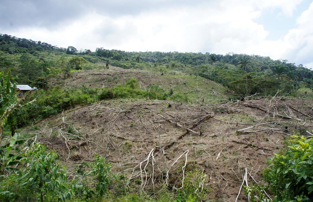 Deforestación por tala,