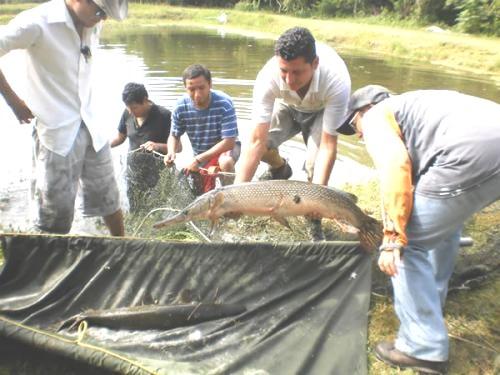 Pesca y Acuacultura Centro Acuícola Tancol, Tamaulipas Página 8 El objetivo de un centro acuícola es producir crías de peces