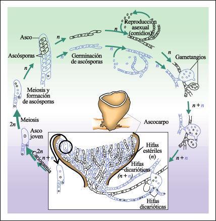 núcleos compatibles. En las ascomycotas, entre la plasmogamia y la cariogamia, puede transcurrir un tiempo caracterizado por la presencia y desarrollo de un micelio dicariótico.