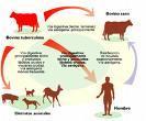 TUBERCULOSIS Enfermedad infecto-contagiosa producida por una bacteria el Mycobacterium bovis pero