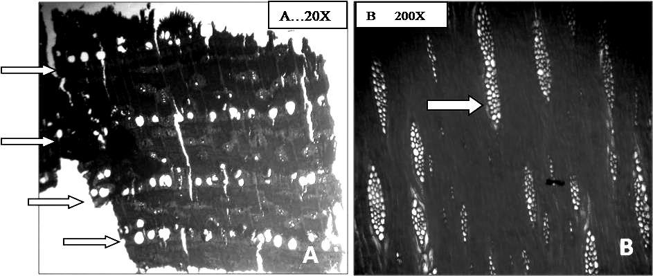 Figura 2. Muestras del sitio Naicó 1. Imágenes de cortes microscópicos del leño de P.