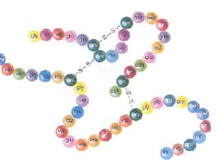 Estructura Primaria Sucesión de residuos de aminoácidos en la cadena polipeptídica, que a su vez esta determinada por la secuencia de bases en el gen Incluye la ubicación de los Puntes