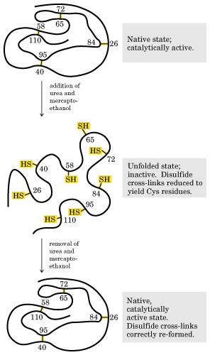 ph Factores que afectan el plegado Desnaturalización: proceso por el cual se pierde la estructura nativa de una proteína junto con la mayoría de sus propiedades específicas Temperatura Moléculas