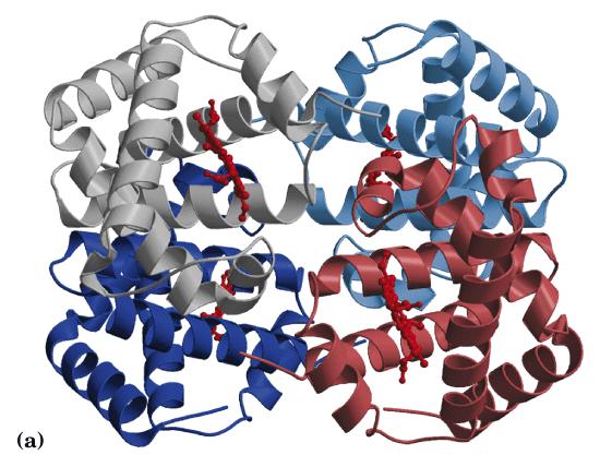Estructura Cuaternaria Arreglo espacial de las subunidades de proteínas formadas por dos
