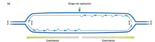 Características de la replicación: 2- Es bidireccional La replicación se inicia en sitios particulares (orígenes de