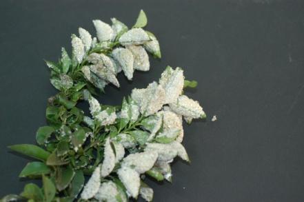 Mosca blanca/ Cotonet Nivel de importancia: Bajo Aleurothrixus floccosus Clorpirifos