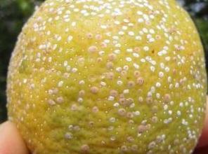 Depreciación del fruto. Limón.