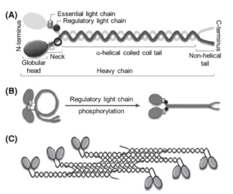 LA MIOSINA II A NO MUSCULAR Pertenece a la superfamilia de las proteínas motoras presentes en todas las células eucariotas