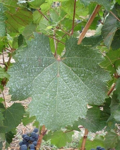 INTRODUCCIÓN El Malbec, oriundo de la región de Burdeos (Francia) es la variedad emblemática de la producción vitivinícola argentina.