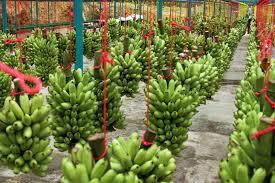 Para el año 2014 se contaba con 1,985 productores de banano de los cuales 67% se dedicaban al cultivo del banano orgánico y el restante 33% al convencional.