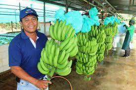Sector Bananero Para la implementación de esta metodología se seleccionó el sector agroindustrial bananero, por la importancia de éste sector en la economía dominicana.