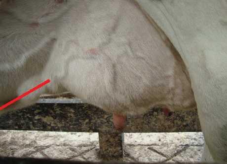 Inserción anterior de la Ubre Se asigno un puntaje de 1 a 9 a la fuerza con la que la ubre se agarra de la pared abdominal mediante los