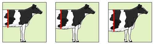 Profundidad Corporal Es la distancia encontrada entre el dorso de la vaca y la parte más baja del barril.