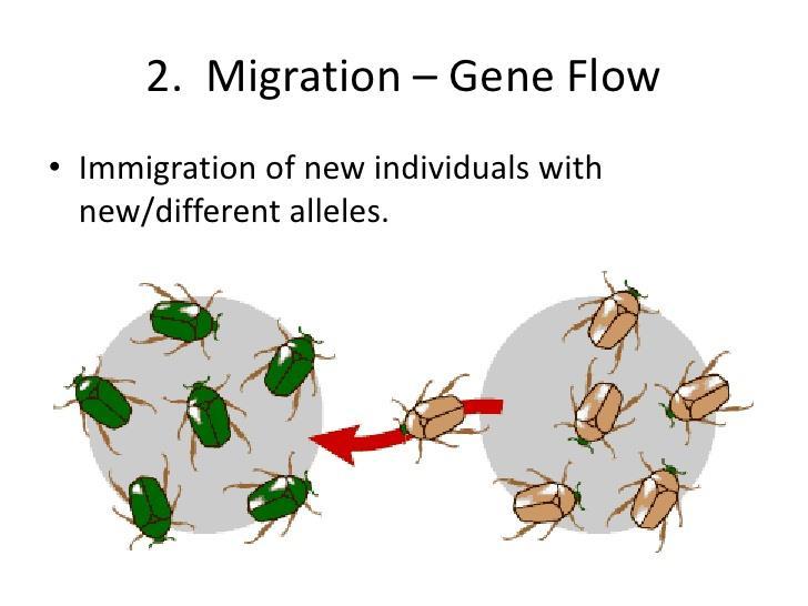 La población pierde o gana alelos debido a dos eventos: Emigración ( salida de la población) Flujo