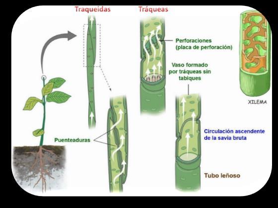 DIAPOSITIVA 4 Introducción: El agua es la sustancia más abundante de los tejidos (80-90%) y necesaria para la existencia del vegetal.