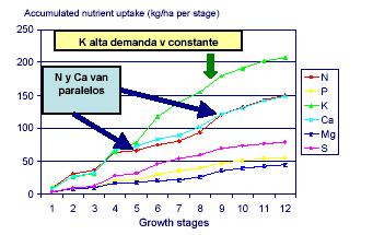 Cuadro 2. Extracción de elementos de diferentes tejidos en uva de mesa (kg/ton). Kg/ton N P 2 O 5 P K 2 O (K) CaO (Ca) MgO (Mg) Frutos 1.9 0.52 (0.23) 2.96 (2.45) Brotes temporada 1.7 0.61 (0.27) 1.