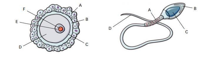 Copia los dibujos y pon el nombre de todos los órganos señalados: 6. Copia los dibujos e indica las partes del óvulo y del espermatozoide. Qué diferencias hay entre la espermatogénesis y la oogénesis?