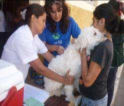 Vacunación Canina en la puerta de