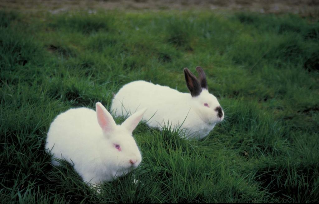 Efecto de la densidad de conejos sobre los resultados técnico - económicos MARÍA ÁNGELES MUGUERZA, IRUÑA GARCÍ