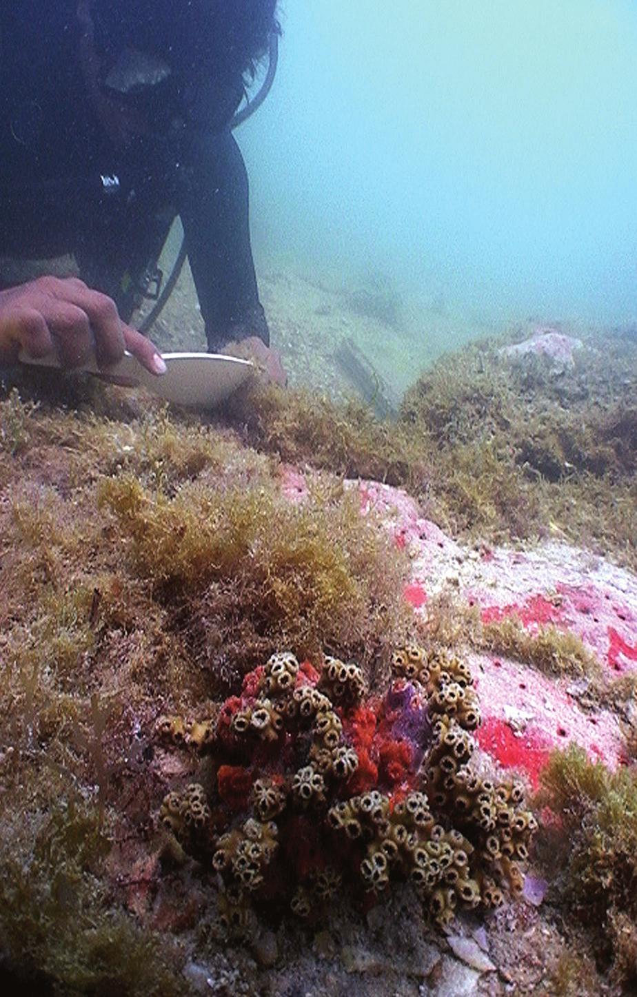 Algas marinas bentónicas, Campeche, México a 