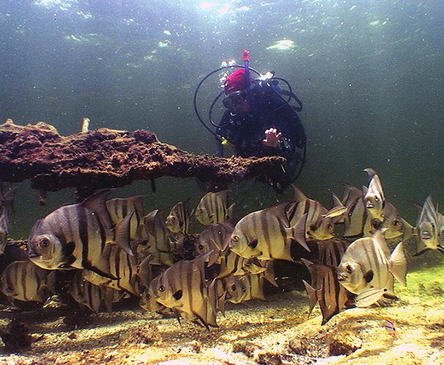 Obtención de muestras en el pecio El Barquito, se observa la cobertura de algas incrustantes calcáreas coralinas, corales y otras algas como Dictyota, Canistrocarpus y Laurencia. b.