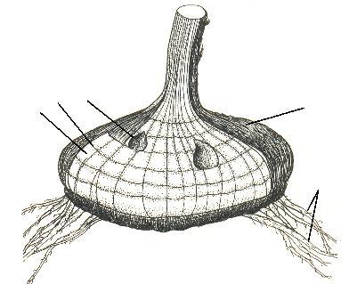 7 c.bulbos: Bulbo tunicado: Identifique y de nombre a las partes señaladas: binzas, catafilas, raíces adventicias, tallos disciforme, yema apical.