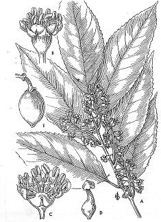 ESPECIES NATIVAS y NATURALIZADAS - Prunus tucumanensis Lil. "palo luz" de las Yungas. Crece entre los 1.000 y los 1.800 ms.m. Flor perfecta Flor estaminada con gineceo rudimentario infuncional - Prunus persica (L.