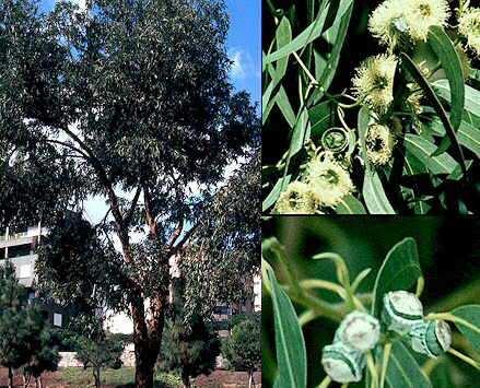 - Eucalyptus globulus Labill.