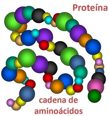DEFINICIÓN DE PROTEÍNA Las proteínas son polímeros de aminoácidos, los que varían en cuanto a cantidad y tipo entre proteína y proteína Estos aminoácidos se obtienen como productos finales de la