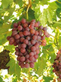 planta cenkiwi (teno) En la Planta de Cenkiwi se procesan las siguientes especies: cerezas, nectarines, duraznos, ciruelas, kiwis y congelados.