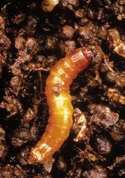 Los insectos de suelo pueden suponer una importante merma para el agricultor