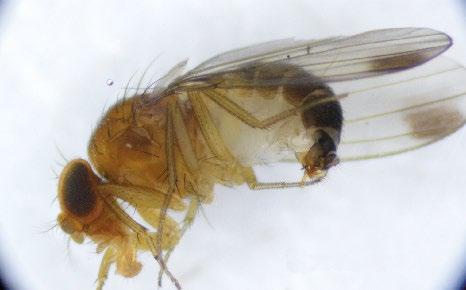 Drosófila de alas manchadas Drosophila suzukii. Subdepartamento Moscas de la Fruta/ Departamento de Sanidad Vegetal/ División Protección Agrícola y Forestal/SAG.