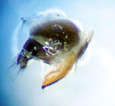 individuo hembra de Drosophila suzukii con ovipositor aserrado. Figura 11. Individuo macho de Drosophila suzukii con peines en las patas.