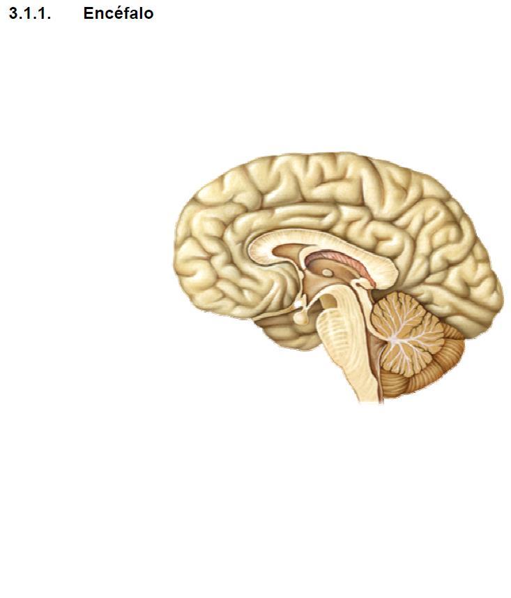 Diencéfalo Se encuentra entre los hemisferios cerebrales, en él se encuentran el tálamo (analiza y transmite información sensorial a la corteza cerebral) y el hipotálamo (regula el apetito, Tª