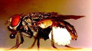 Dermatobia hominis Una mosca que atrapa a moscas o mosquitos hembras y