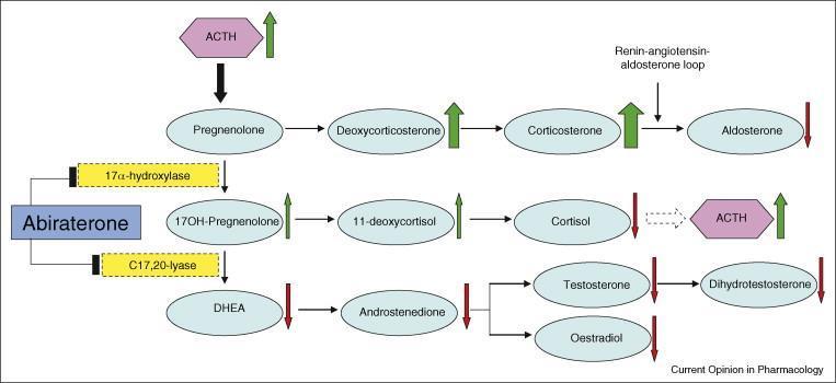conversión de pregnenolona y progesterona a los precursores de la testosterona, DHEA y androstenediona, respectivamente, por 17α-hidroxilación y rotura del enlace C17,20.