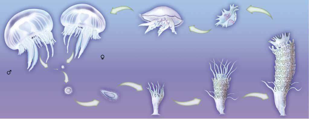 Los cnidarios son animales acuáticos, generalmente marinos, con simetría radial. Sus células se agrupan en tejidos sencillos, y algunos presentan órganos.