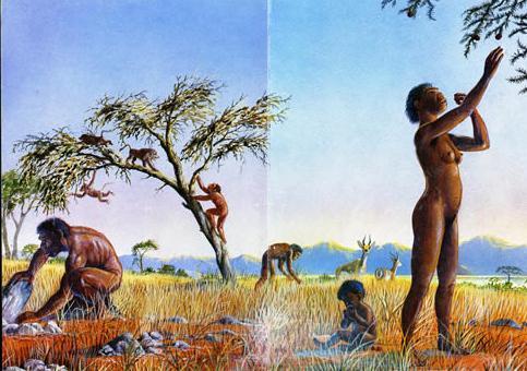 Hace nada más y nada menos que 5 millones de años aparecieron nuestros primeros antepasados, los Australopitecos.