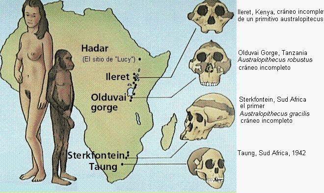 Como habrás podido observar, el aspecto de nuestros antepasados más antiguos no se parece al nuestro. Eran más semejantes a un chimpancé.