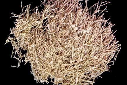 Amphiroa fragilissima (Linnaeus) J.V. Lamouroux Corallinales Florideophyceae Corallinaceae Algas erectas, cespitosas, calcificadas, de 3-5 cm de alto, fijadas al sustrato mediante discos costrosos.