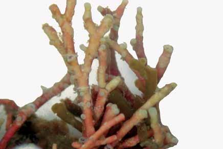 Amphiroa rigida J.V. Lamouroux Corallinales Florideophyceae Corallinaceae Algas erectas, cespitosas, calcificadas, de 3-5 cm de alto, fijadas al sustrato mediante discos costrosos.
