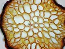 Hypnea musciformis (Wulfen) J.V. Lamouroux Gigartinales Florideophyceae Cystocloniaceae Algas erectas, de 7-15 cm de largo, color marrón amarillento, fijadas al sustrato mediante un disco.