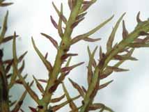 Hypnea valentiae (Turner) Montagne Gigartinales Florideophyceae Cystocloniaceae Algas erectas, de 6-8 cm de largo, color púrpura, fijadas al
