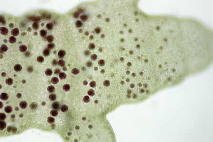 Champia vieillardii Kützing Rhodymeniales Florideophyceae Champiaceae Algas epífitas, decumbentes, color rosado pálido, iridiscentes, de 2-3 cm de