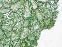 Anadyomene stellata (Wulfen) C. Agardh Chlorophyta Cladophorales Ulvophyceae Anadyomenaceae Porción de la lámina mostrando venas con ramificaciones politómicas. Escala 500 µm.