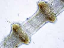 Espinas bicelulares, rectas, cortas, creciendo en un ángulo de 45, formando un verticilo alrededor del nudo. Células glandulares ovoides originadas desde la primera célula cortical inicial.