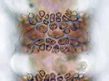 Espermatangios localizados en los nudos de la porción apical, recubriendo completamente los nudos. Porción del talo mostrando ramificación. Escala 150 µm.