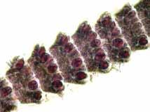 Ceramium vagans P.C. Silva Ceramiales Florideophyceae Ceramiaceae Algas dorsiventrales, delicadas, flexibles, en grupos enmarañados, color rosado